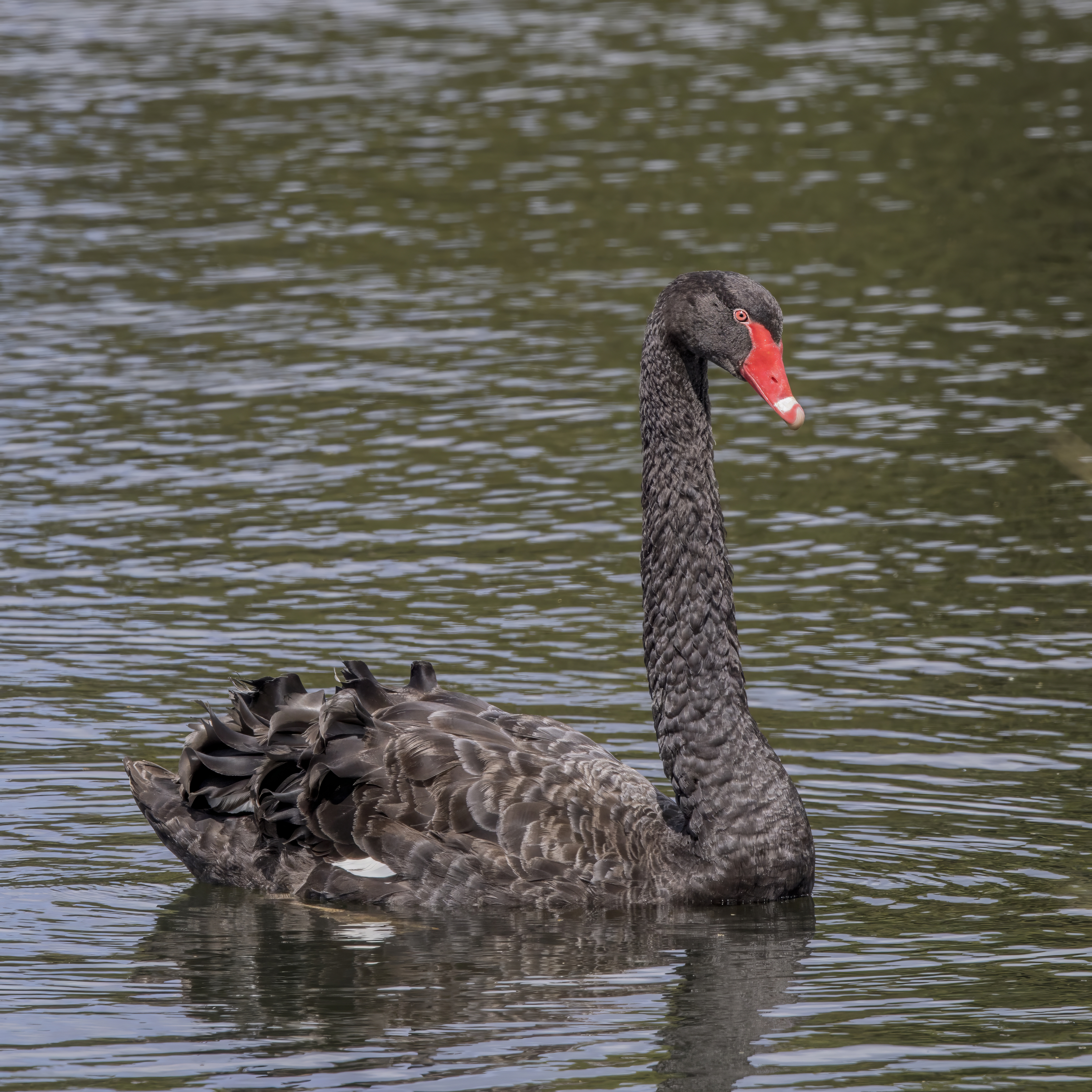 White Swan Water Level