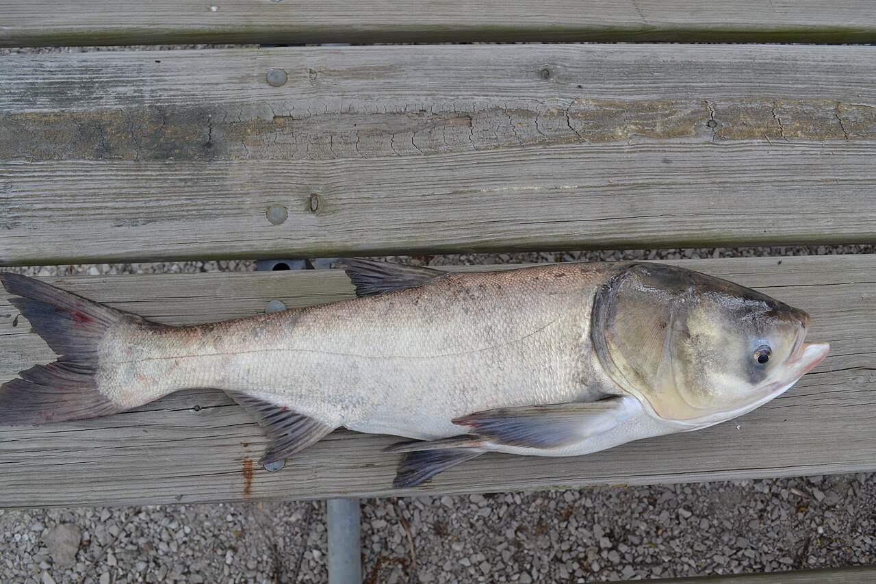 Bighead Carp