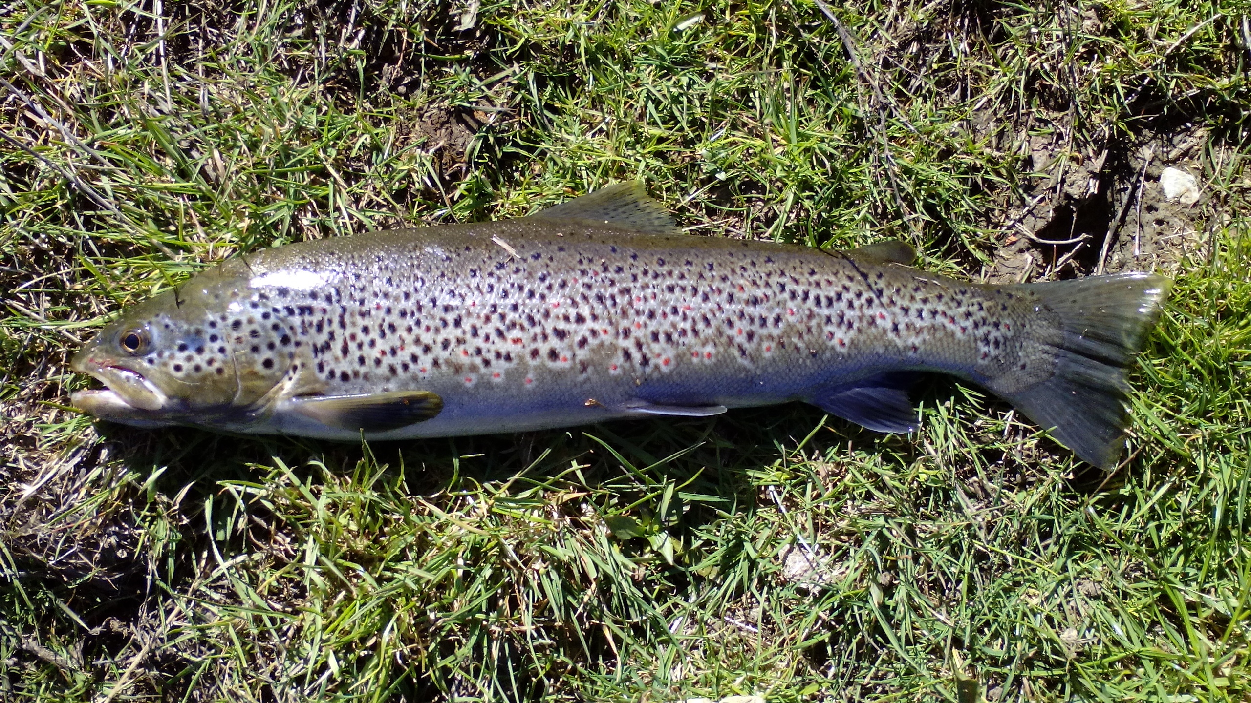 Brown Trout