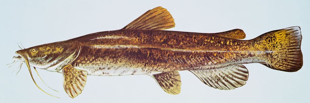 Flathead Catfish