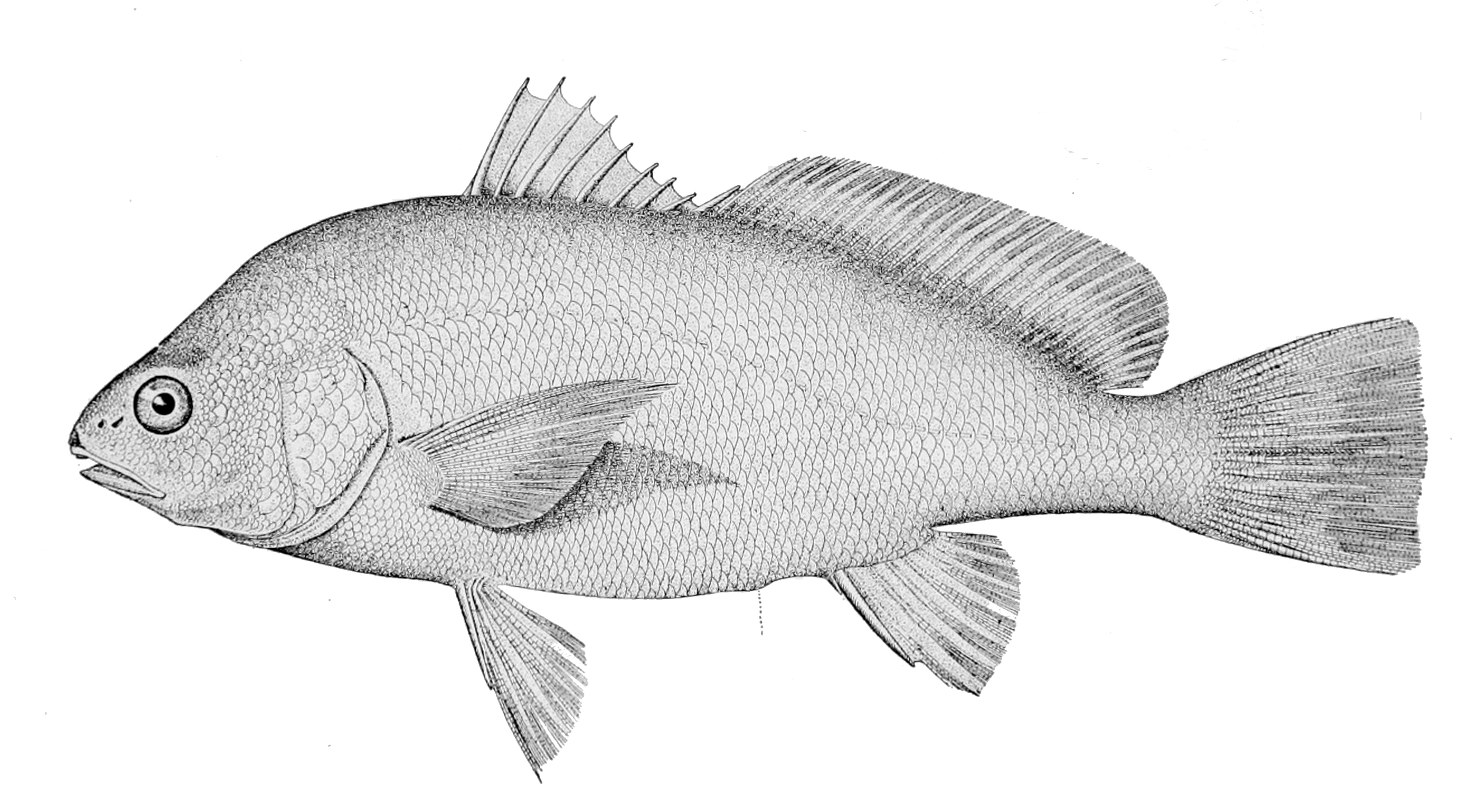 Freshwater Drum (Sheepshead)