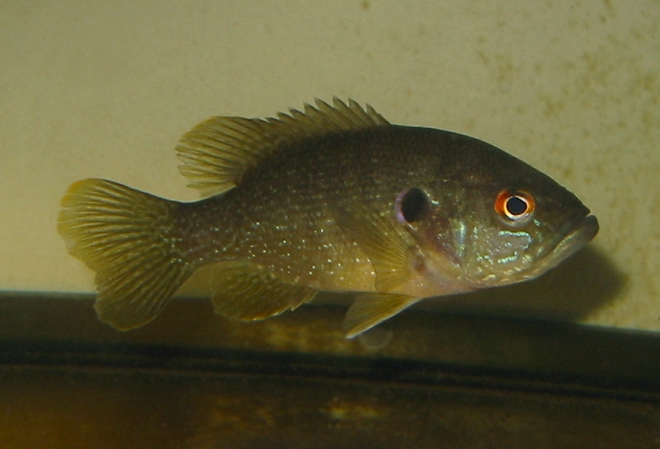 Green Sunfish
