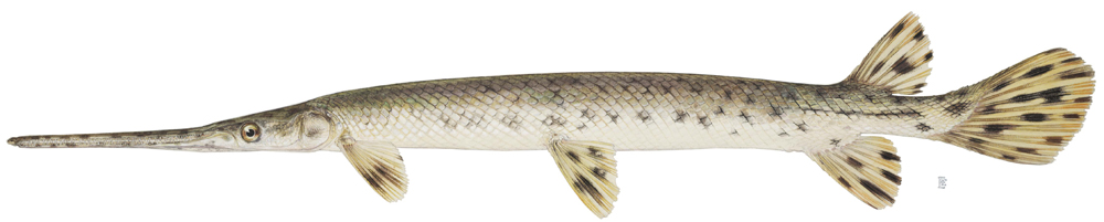 Longnose Gar