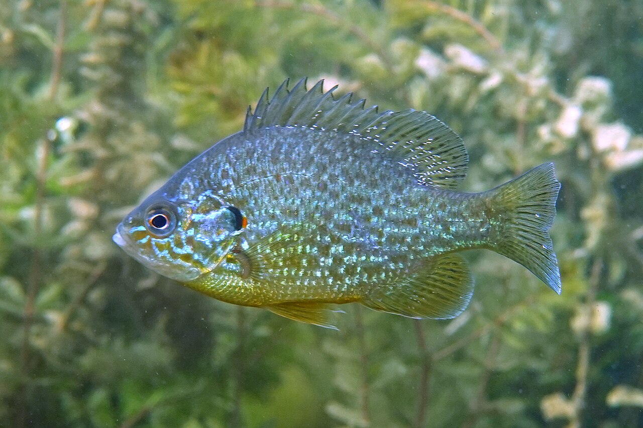Pumpkinseed