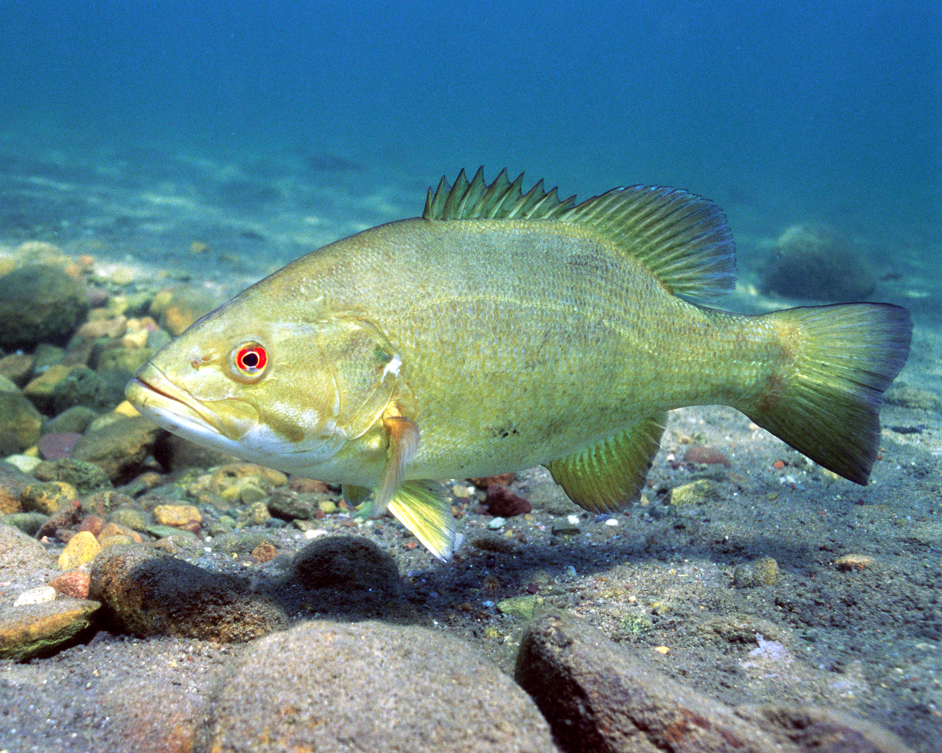 Smallmouth Bass