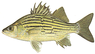 Yellow Bass