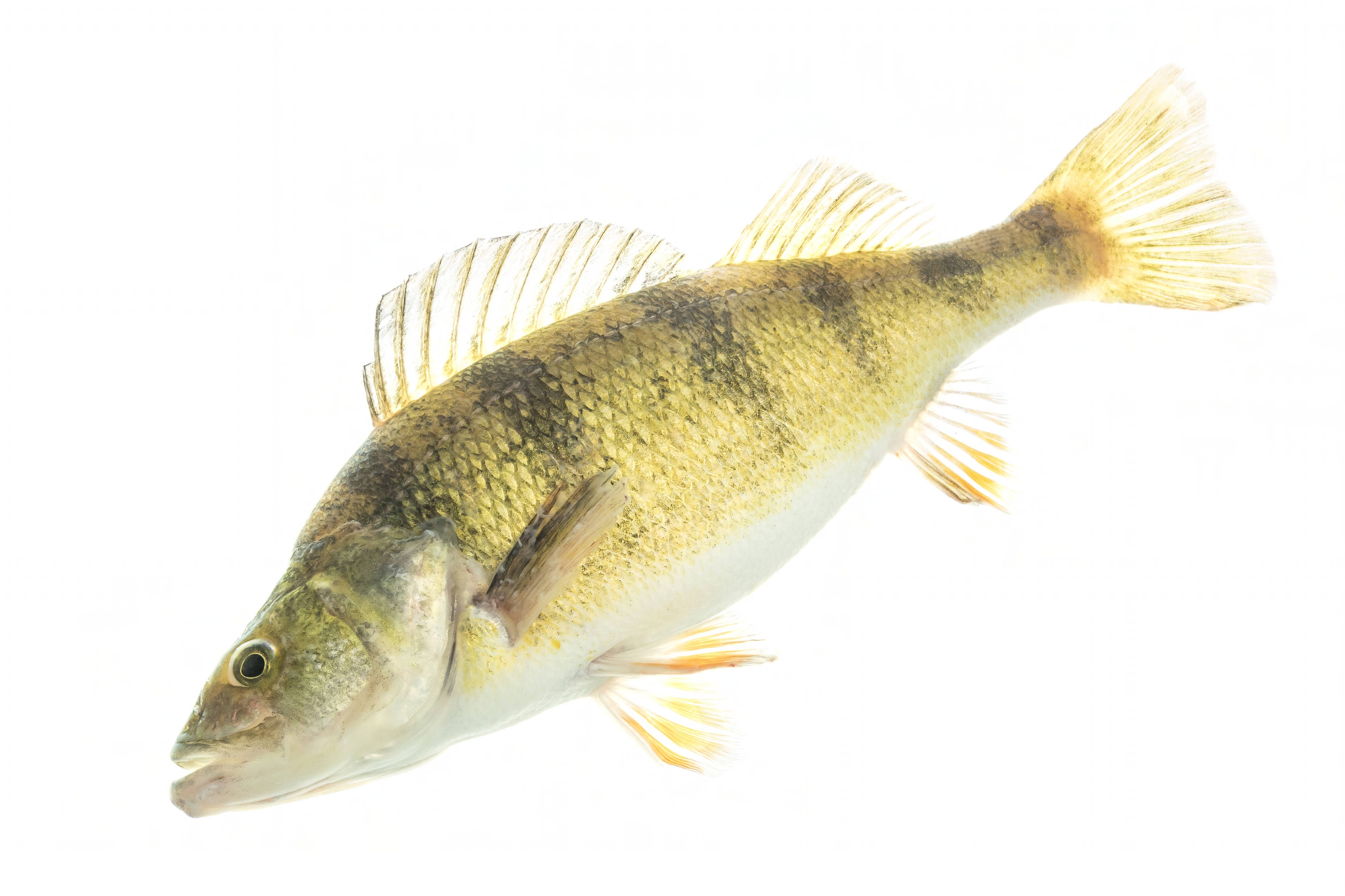 Yellow Perch